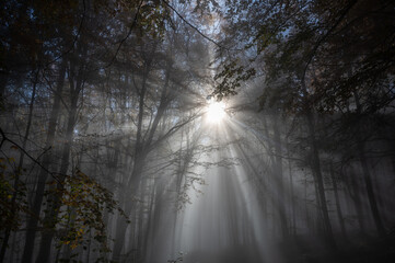 Fototapeta premium Sunbeams in fog in an autumn forest
