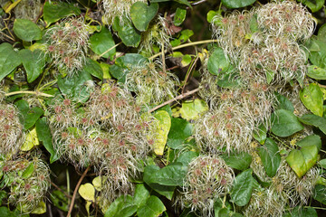 Wild clematis in autumn, bright and vivid photo, background.