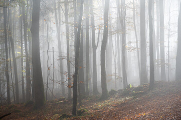 Sunbeams in fog in an autumn forest