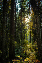 Obraz premium Types of forest in summer. Greenery, foliage, trees, paths