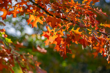 Quercus coccinea red orange yellow leaves during autumn season, ornamental tree