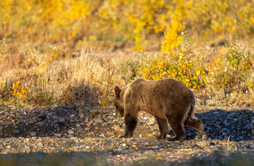 Grizzly Bear in Autumn in Denali National Park Alaska