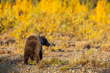 Grizzly Bear in Autumn in Denali National Park Alaska