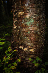 Types of forest in summer. Greenery, foliage, trees, paths