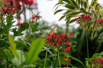 Orange Long Wing butterfly on a flower