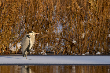 adult Grey Heron (Ardea cinerea) in winter on ice