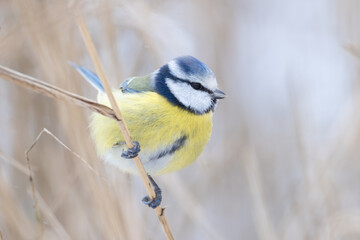 Eurasian Blue Tit (Cyanistes caeruleus) in winter reedbed
