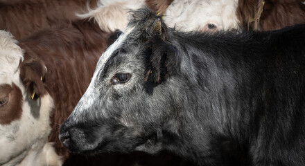 seitliche Nahaufnahme einer Kuh, schwarz graue jung Kuh