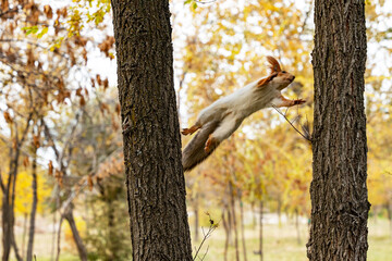 A red squirrel jumps from one tree trunk to another. Her body is flying in the air between two trees.
