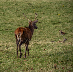 The deer rut Travelling around the NC500 route in the North Coast of Scotland
