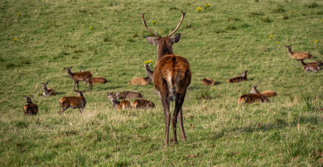 The deer rut Travelling around the NC500 route in the North Coast of Scotland