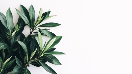 Obraz premium Lush green leaves arranged in a corner on a white background with copy space. Generative ai