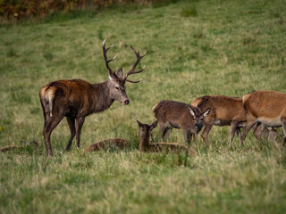 The deer rut Travelling around the NC500 route in the North Coast of Scotland