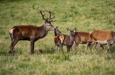 The deer rut Travelling around the NC500 route in the North Coast of Scotland