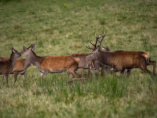 The deer rut Travelling around the NC500 route in the North Coast of Scotland