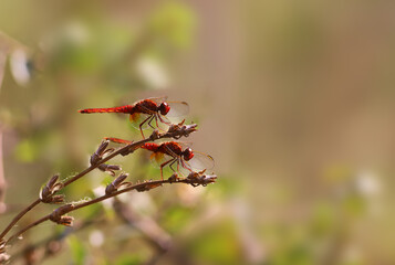 Summer games of red dragonflies. The female hid shyly behind the veil of her wings...