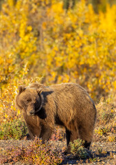 Grizzly Bear in Autumn in Denali National Park Alaska