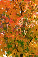Japanese maple, palmate, autumn tree with yellow, red, orange, leaves, autumn landscape. Japanese maple in leaf fall. wallpaper