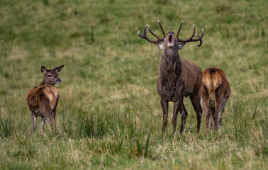 The deer rut Travelling around the NC500 route in the North Coast of Scotland