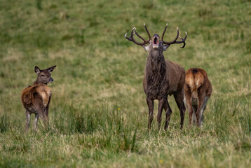 The deer rut Travelling around the NC500 route in the North Coast of Scotland