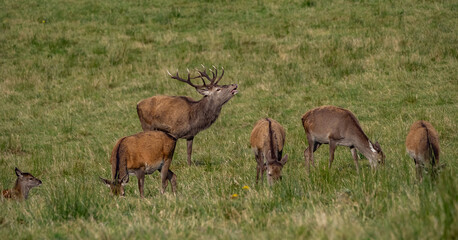 The deer rut Travelling around the NC500 route in the North Coast of Scotland