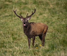 The deer rut Travelling around the NC500 route in the North Coast of Scotland