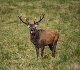 The deer rut Travelling around the NC500 route in the North Coast of Scotland