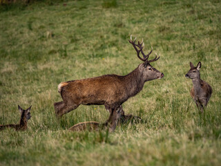 The deer rut Travelling around the NC500 route in the North Coast of Scotland