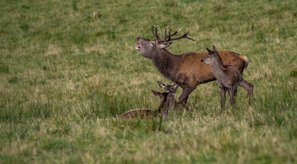 The deer rut Travelling around the NC500 route in the North Coast of Scotland