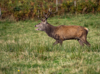 The deer rut Travelling around the NC500 route in the North Coast of Scotland