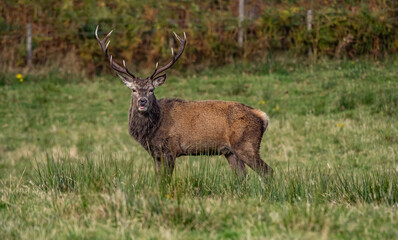 The deer rut Travelling around the NC500 route in the North Coast of Scotland