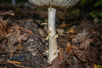 Amanita pantherina. Panther fly agaric. Mushroom in the forest