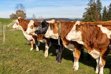 Viele Kühe von der Seite, Rinder, Kälber, Weide, Allgäu, Bayern, Landschaft