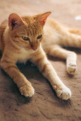 Obraz premium An orange cat lying on the floor, appearing relaxed yet alert, with its paws stretched forward
