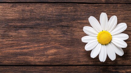 Fototapeta premium Pure and Simple Beauty - Single Daisy with White Petal and Sunny Center on Rustic Wooden Table