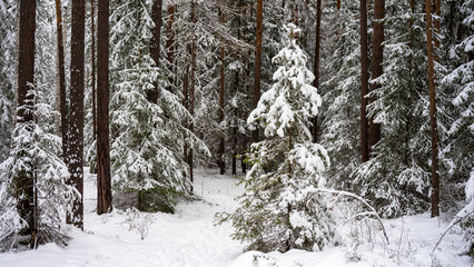 Fluffy young Christmas trees covered with snow among the trunks of pines and birches in the winter forest. Winter landscape. The concept of winter walks