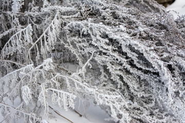 Frost sparkles on tree branches, frost creates icy patterns, and snow cover gives nature a winter wonderland