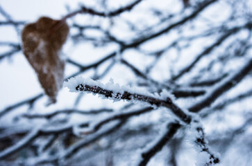 Frost sparkles on tree branches, frost creates icy patterns, and snow cover gives nature a winter wonderland