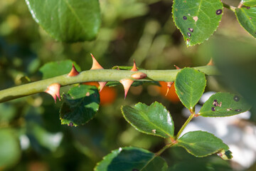 A close-up of a delicate rose with bright green leaves and graceful thorns, highlighting the beauty and complexity of the flower