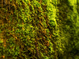 Close-up of northern moss and lichen, a beautiful combination of textures and colors reflecting the unique flora of the Arctic