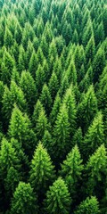 Fototapeta premium Majestic Green Forest Canopy