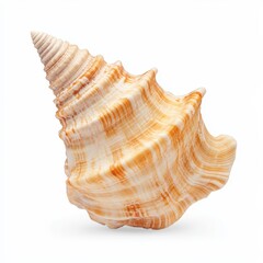 Obraz premium A beautifully spiraled seashell with orange and white stripes, showcasing natural patterns and textures typical of coastal finds.