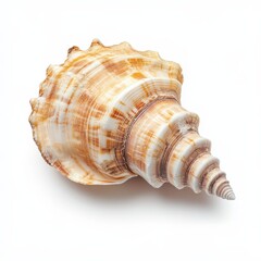 Fototapeta premium A beautiful, spiraled seashell with intricate patterns and natural colors, perfect for decoration or collecting.