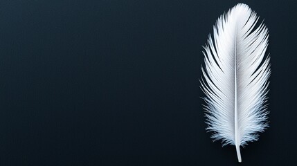 Obraz premium Ethereal White Feather on Black Background with Soft Lighting Macro Shot
