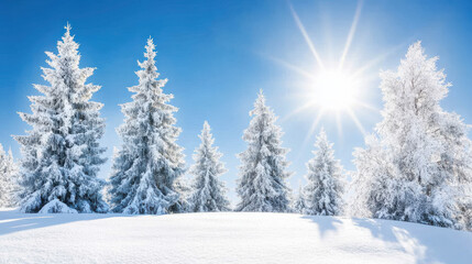 Fototapeta premium Snow covered pine trees glowing under winter sun create serene landscape