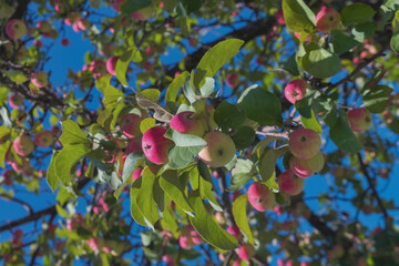 Ripe red apples on an apple tree on a sunny summer day. Rich harvest of fruits in the garden.