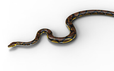 3d Illustration of A Golden Reticulated Python, Boa Constrictor The World's Biggest Snake Isolated Background.