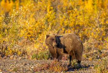 Grizzly Bear in Denali National Park Alaska in Autumn