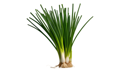 chinese chives vegetable isolated on transparent white background