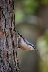 Eurasian nuthatch holds onto a tree trunk perpendicular to the camera lens on a sunny fall day.